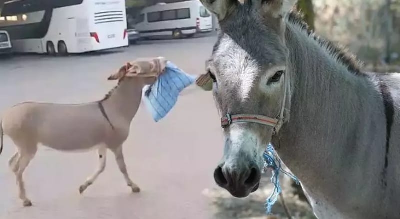 Edirne Otogarında Eşek Şoförün Yastığını Çaldı, Dubalarla Kaçtı