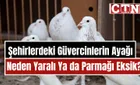 Haber Görseli