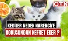 Haber Görseli