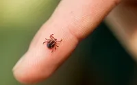 Kene Isırmasıyla Ortaya Çıkan Alfa-Gal Sendromu: Et Alerjisi Belirtileri ve Tedavi Yöntemleri
