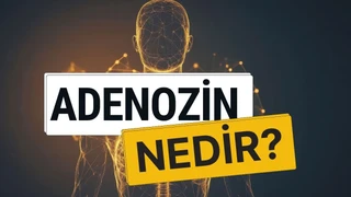 Adenozin Nedir? Uyku, Yorgunluk ve Kafeinle İlişkisi