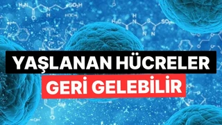 Hücre Gençleştirme Mekanizması: Mitokondri Yenileme Yöntemi Açıklandı