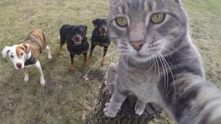 Kediler Gerçekten Uzaylı Mı?