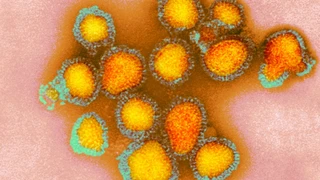 H3N2 Virüsü Neden Yayılıyor ve Kimler Yüksek Risk Altında? Güncel Mutasyonlar