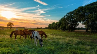 Atlarda Herpes Virüsü Nedir? Belirtiler, Bulaşma Yolları ve Korunma Rehberi