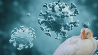 Kuş Gribi Dünyada İlk Kez Can Aldı