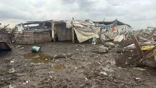 Avcılar’da Başıboş Köpek Saldırısı: 10 Koyun Telef Oldu