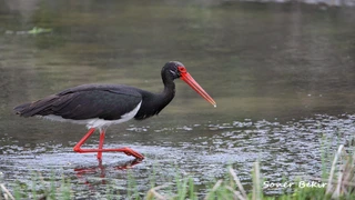 Karabük Yenice’de Nadir Kara Leylek Görüntülendi