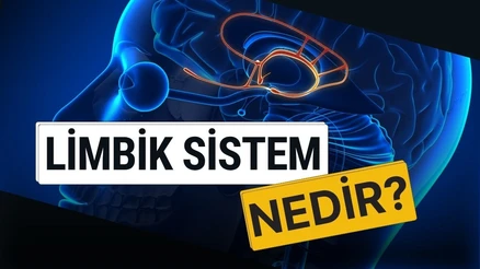 Limbik Sistem Nedir ve Ne İşe Yarar?