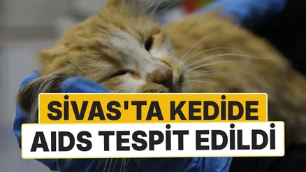 Sivas'ta Kedi AIDS'i Vakası: Uzmandan Düzenli Kontrol Uyarısı
