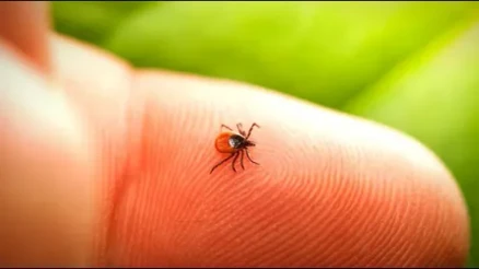 Kene mi sinek mi ısırdı? İz yuvarlaksa dikkat edin, hemen fark ediliyor.