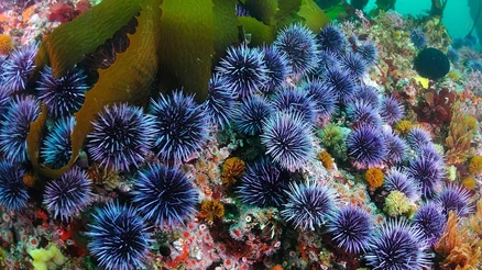 Evrim Teorisine Yeni Işık: Tüm Vücudu Beyin Gibi Çalışan Canlı Keşfedildi