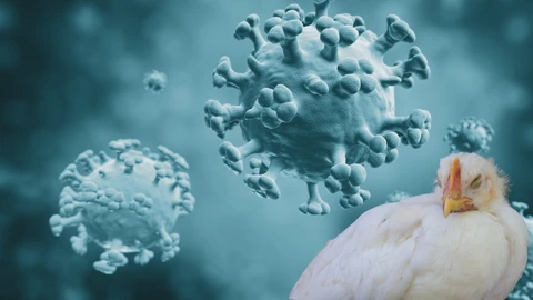 H5N5 Kuş Gribi Dünyada İlk Kez Can Aldı