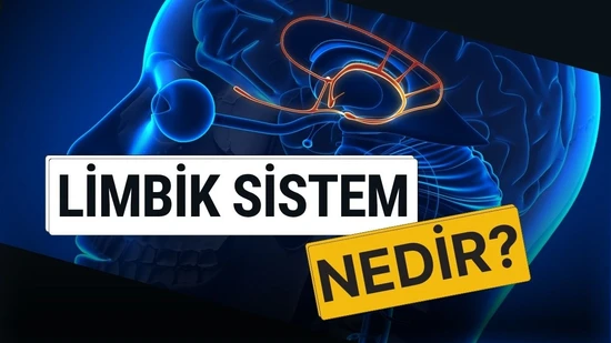 Limbik Sistem Nedir ve Ne İşe Yarar?