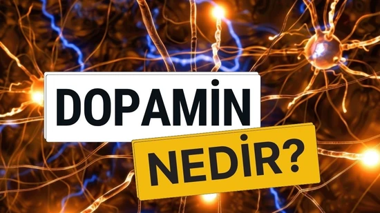 Dopamin Nedir? Mutluluk, Motivasyon ve Beyin Kimyası