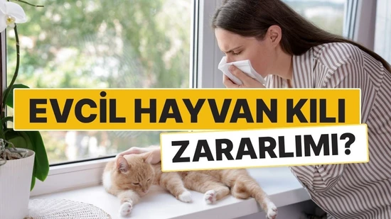 Evcil Hayvan Kılı İnsanı Hasta Eder mi? Uzmanların Yanıtladığı 6 Soru