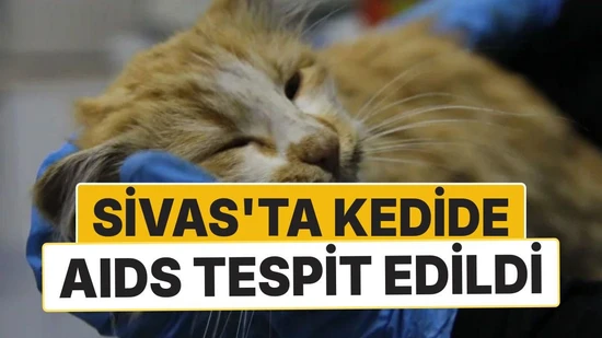 Sivas'ta Kedi AIDS'i Vakası: Uzmandan Düzenli Kontrol Uyarısı