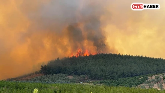 Bursa'da Orman Yangını: Müdahale Havadan ve Karadan Sürüyor