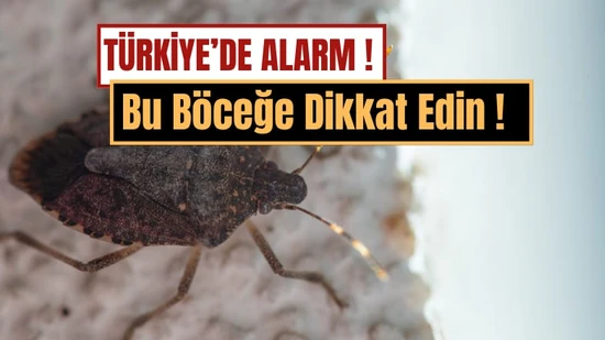Türkiye'de Kokarca Alarmı: "Son Virajdayız" Uyarısı Gerçek Oluyor