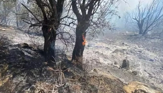 İzmir Seferihisar'da Orman Yangını: Havadan ve Karadan Müdahale Devam Ediyor