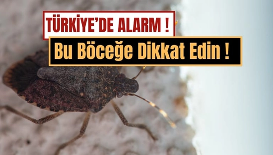 Türkiye'de Kokarca Alarmı: "Son Virajdayız" Uyarısı Gerçek Oluyor