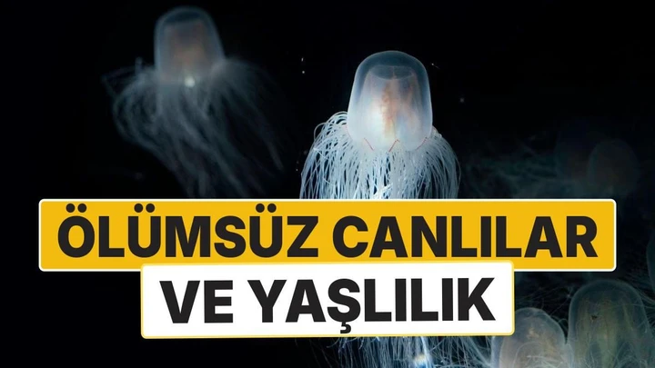 Ölümsüz Canlılar ve Yaşlanmayı Durduran 3 Mekanizma
