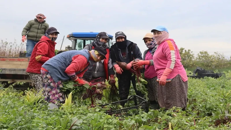 "Kırmızı Elmas" Kırmızı Pancar Menemen'de Kapış Kapış Gidiyor