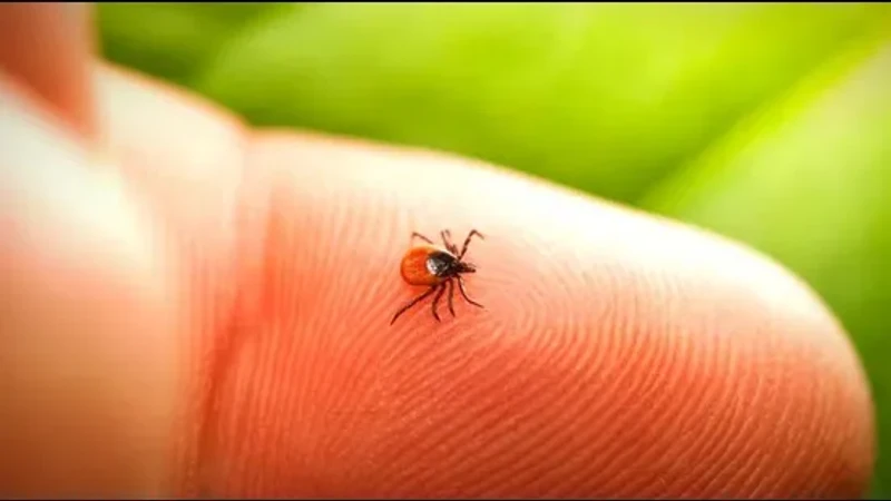 Kene mi sinek mi ısırdı? İz yuvarlaksa dikkat edin, hemen fark ediliyor.