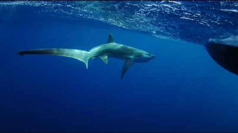 Türkiye Kıyılarında Köpekbalığı Sayısı Artıyor mu? Uzmanlar Yanıtlıyor