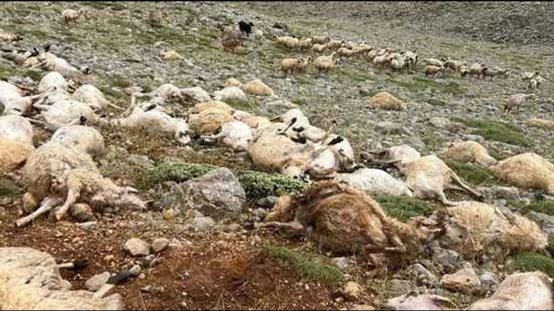 Tunceli Ovacık’ta Yıldırım Sürüyü Vurdu: 200 Koyun Telef Oldu