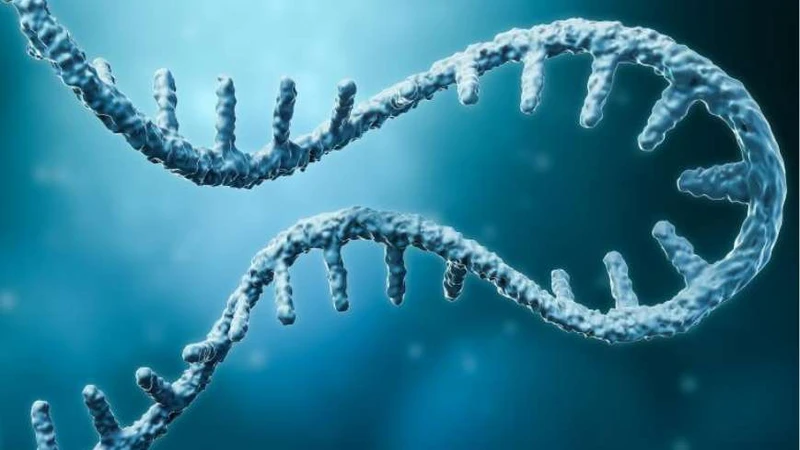 ABD, mRNA Aşı Araştırma Fonlarını Kesti: Uzmanlar "Pandemilere Karşı Daha Savunmasız Olacağız" Nedir