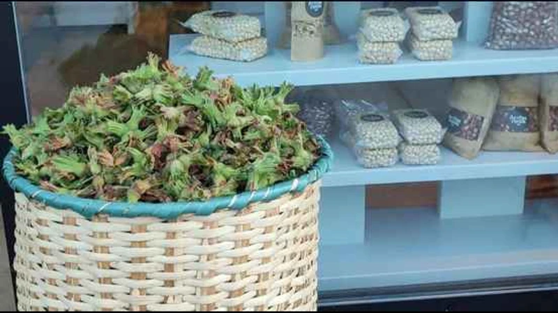 Türkiye'nin Fındık Karnesi Zayıflıyor: Üretim Payı Yüzde 70'in Altına Düştü