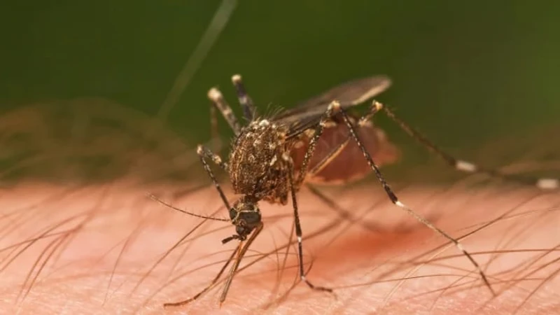 Avrupa'da Yeni Tehdit: Sivrisineklerin Bulaştırdığı Hastalıklar Rekor Seviyede