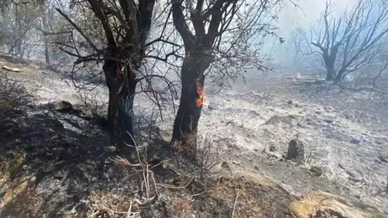 İzmir Seferihisar'da Orman Yangını: Havadan ve Karadan Müdahale Devam Ediyor
