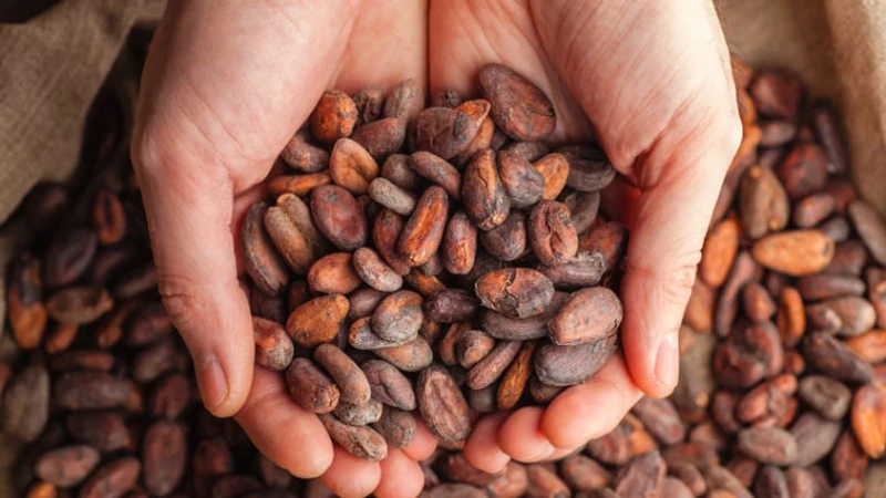 Kakao Fiyatlarında Sert Düşüş: Yüzde 40'tan Fazla Gerileme ve Arz Fazlası Beklentisi