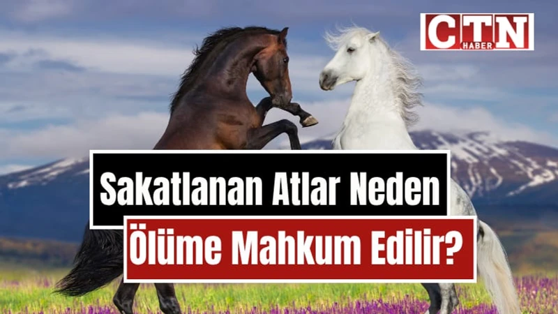 Sakatlanan Atlar Neden Öldürülür? Yarış Dünyasının Acı Gerçeği Yarış Atlarının Sessiz Dramı