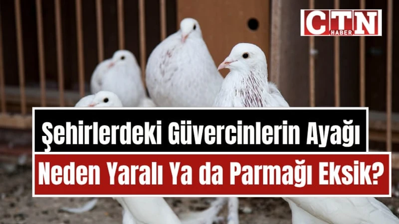 Güvercinlerin Ayakları Neden Yaralı? Şehir Yaşamının Görünmeyen Tehlikesi
