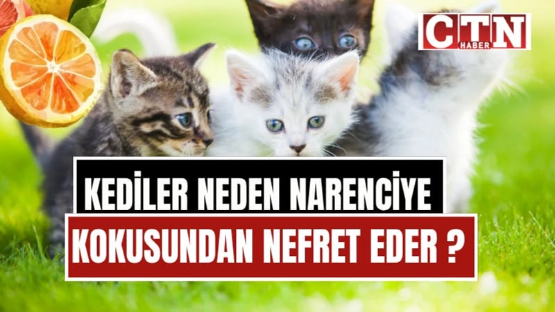 Kediler Neden Narenciye Kokusunu Sevmez? Limonun Arkasındaki Bilim