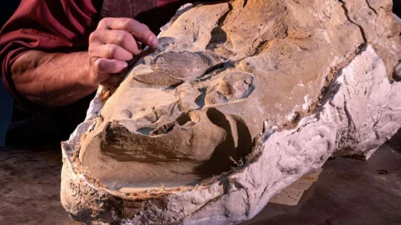 Wyoming'deki Mumyalanmış Dinozorlar Bilim Dünyasını Şaşırttı