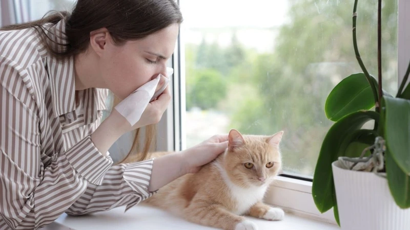 Evcil Hayvan Kılı İnsanı Hasta Eder mi? Uzmanların Yanıtladığı 6 Soru