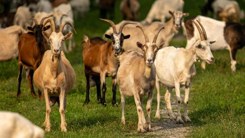 Konya'da Kaçak Avcılara Rekor Ceza: 2 Yaban Keçisi İçin 1,9 Milyon Lira