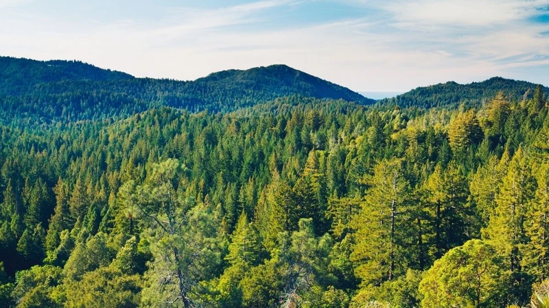 Dünyada Tek Olan Kasnak Meşesi Ormanına Girmenin Cezası 557 Bin TL