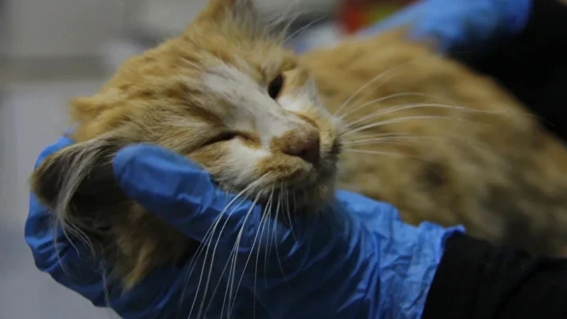 Sivas'ta Kedi AIDS'i Vakası: Uzmandan Düzenli Kontrol Uyarısı