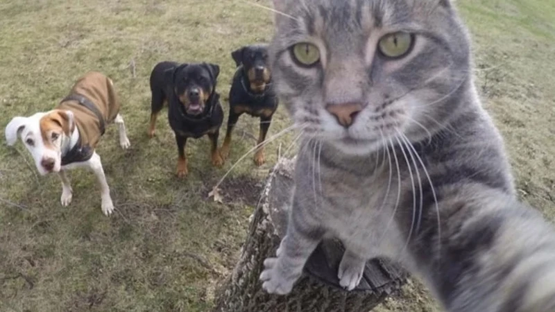 Kediler Gerçekten Uzaylı Mı? Neden Uzaylı Diyorlar