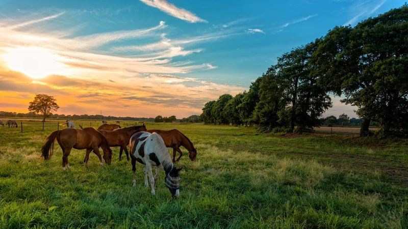 Atlarda Herpes Virüsü Nedir? Belirtiler, Bulaşma Yolları ve Korunma Rehberi