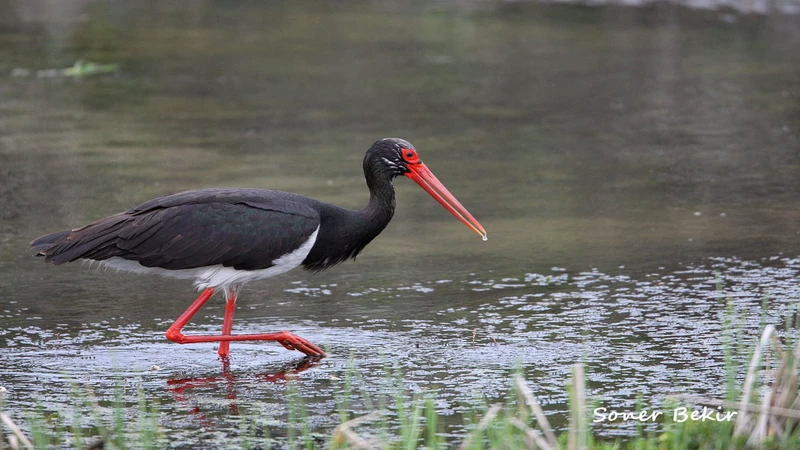 Nadir Görülen Kara Leylek Karabük'te Görüntülendi