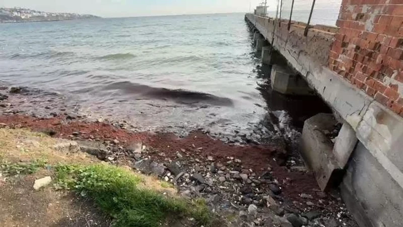 Tekirdağ'da Poyraz Rüzgarı Kızıl Yosunları Kıyıya Taşıdı