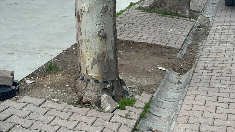 Kocaeli'de Market Çalışanı Çöpe Atacağı Poşetten 60 Bin Dolar Buldu