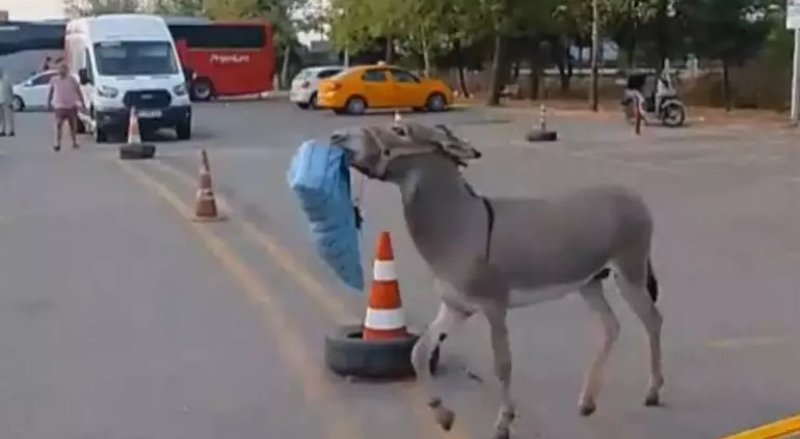 Edirne Otogarında Eşek Şoförün Yastığını Çaldı, Dubalarla Kaçtı - görsel 1