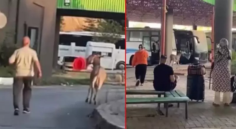 Edirne Otogarında Eşek Şoförün Yastığını Çaldı, Dubalarla Kaçtı - görsel 2